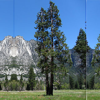 Calocdre, Cdre  encens, Cdre blanc